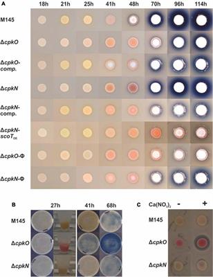 Coelimycin Synthesis Activatory Proteins Are Key Regulators of Specialized Metabolism and Precursor Flux in Streptomyces coelicolor A3(2)